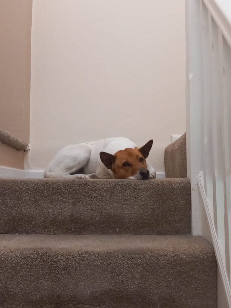 Lu B resting on the staircase during an interior painting and decorating project